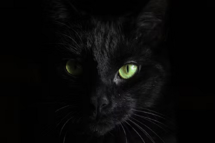 Chat Noir: den svarta katten med olika meningar